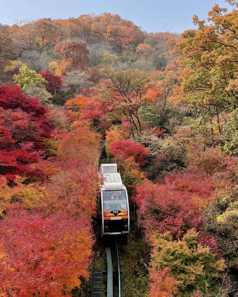 Hwadam Forest, Korea: How Foreigners Book Autumn Tickets and the Monorail